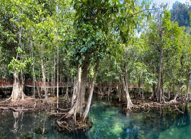 La préservation de la mangrove : sujet des élèves ingénieurs de l'ISTOM