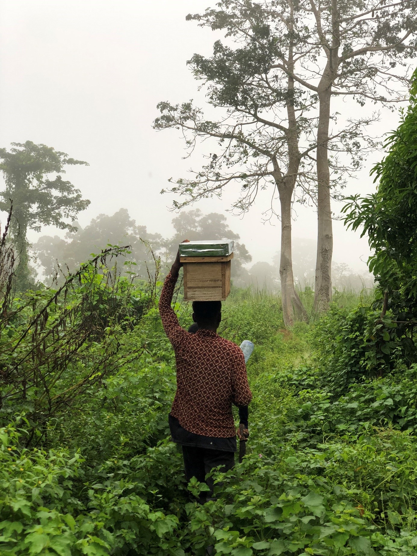 Stage ingénieur ISTOM sur l'apiculture dans l'estuaire du fleuve Congo