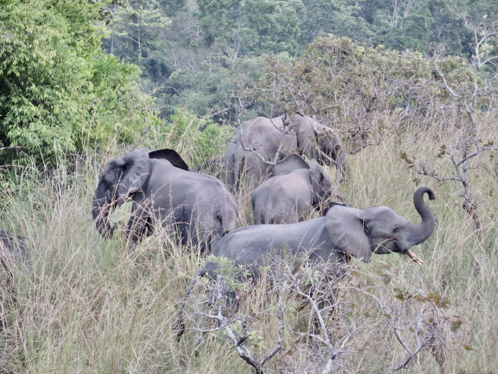 Savane et éléphants au Gabon