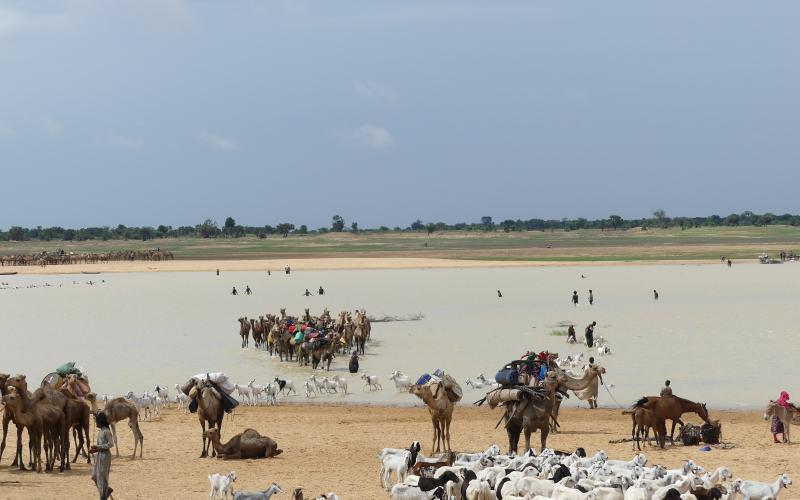 Transhumance d'éleveurs pastoraux au Tchad