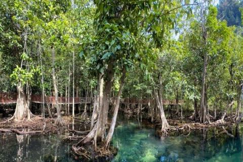 La préservation de la mangrove : sujet des élèves ingénieurs de l'ISTOM