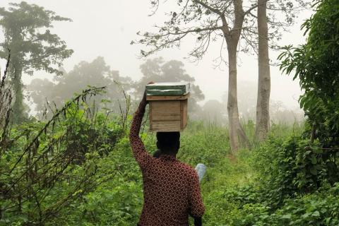 Stage ingénieur ISTOM sur l'apiculture dans l'estuaire du fleuve Congo